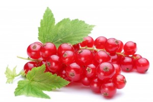 Johannisbeeren